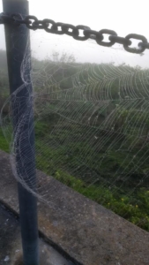 spiderweb (002)